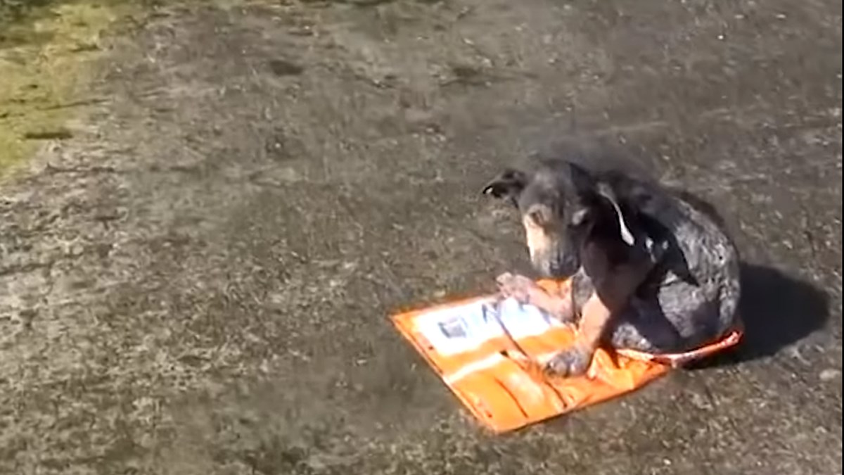 VIDEO Pronašli su zlostavljano štene u kanalu dubokom više od 10 metara